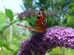 23 juli 2008, op vlinderstruik