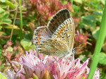30 juli 2008, op sedum in rotstuin
