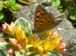 23 juli 2008, op sedum in rotstuin