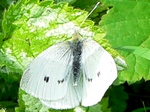 4 mei 2011