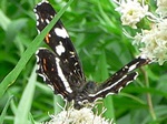20 juli