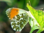 15 april 2009, op smeerwortel (cultivar)